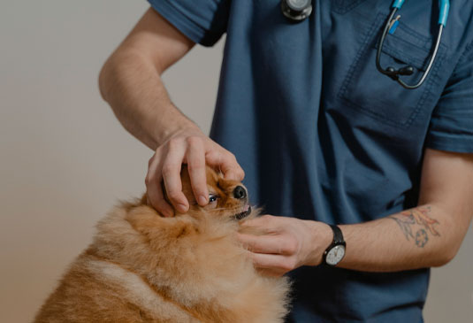 auxiliar clínica veterinaria